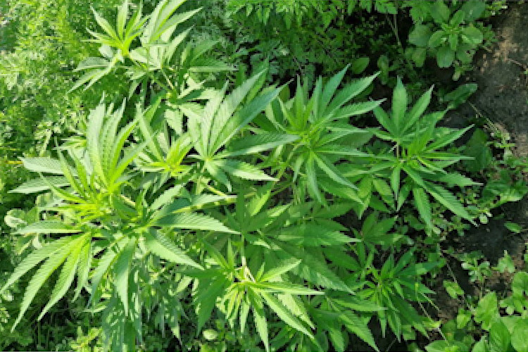 Slika /PU_ZG/slike/PUZ/2024/SRPANJ/DROGA IVANIĆ-GRAD/FOTO 4.jpg